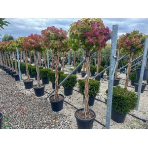 Ambrovník styraxový (Liquidambar styraciflua) ´GUMBALL´- výška 170-200 cm, C35L - TVAROVANÝ TROJKMEŇ